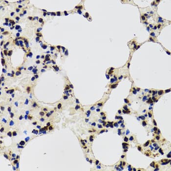 AHSP / EDRF Antibody