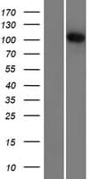 R3HDM2 Protein (Over-Expression Lysate Myc-DDK (Flag))