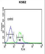Polyclonal Rabbit anti-Human TCF4 Antibody (aa48-73, WB)