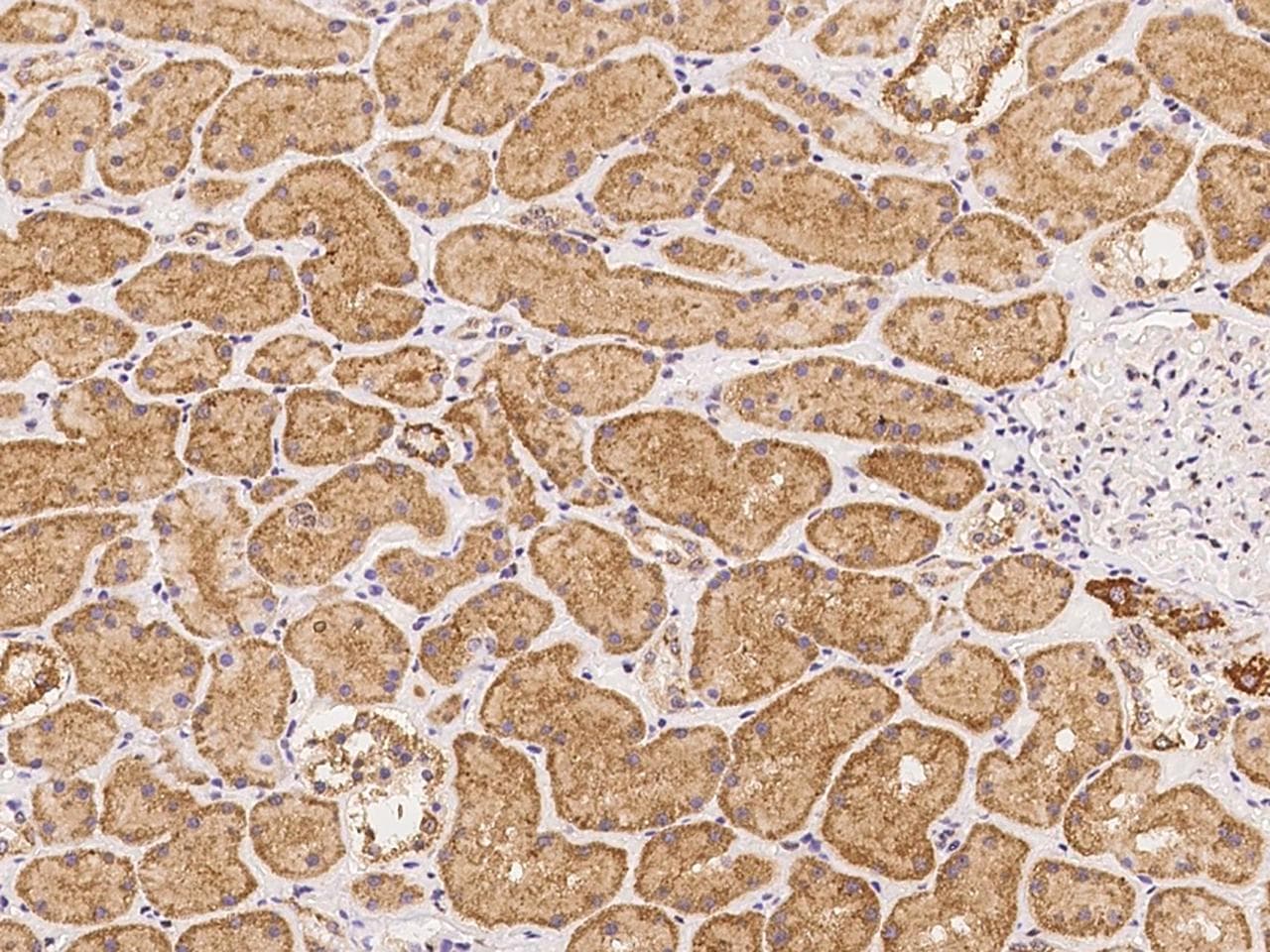 GPR12 Antibody