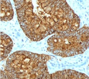 MAML3 / CAGH3 Antibody (clone MMLP3-1, Azide-free, BSA-free)