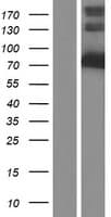 KLC4 Protein (Over-Expression Lysate Myc-DDK (Flag))