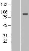 HCFC2 Protein (Over-Expression Lysate Myc-DDK (Flag))