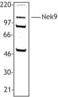 IHC-plus™ NEK9 Antibody