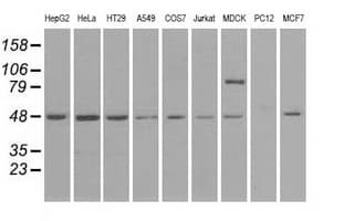 LEMD3 / MAN1 Antibody (clone OTI3H2)
