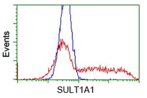 SULT1A1 / Sulfotransferase 1A1 Antibody (clone OTI1G10)