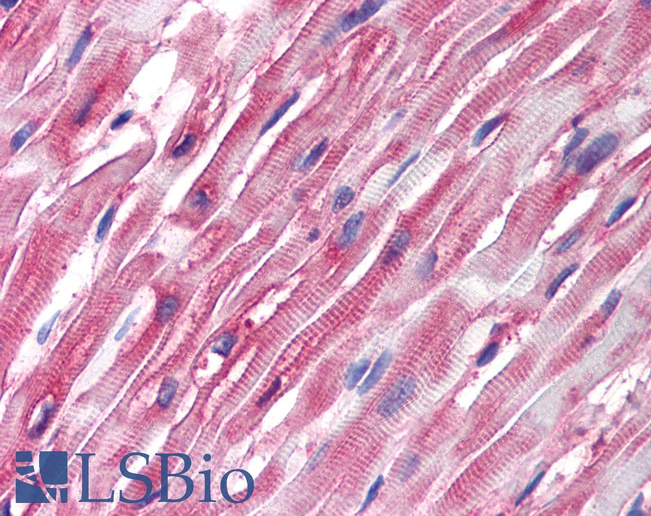 IHC-plus™ Alpha Tubulin Antibody (clone TU-01)