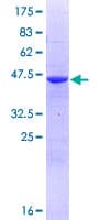 Human PPCDC Protein (Recombinant GST)