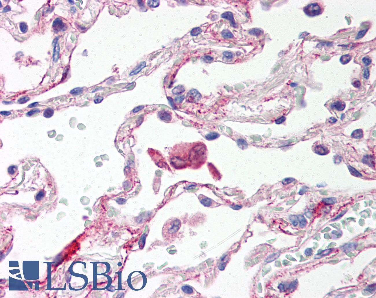 IHC-plus™ TLR6 Antibody