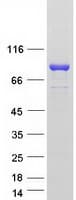 Human SEC14L1 Protein (Recombinant Myc-DDK (Flag))