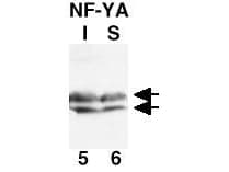 NFYA Antibody (N-Terminus)