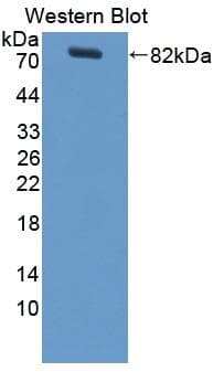 LBP Antibody (aa27-481, APC)