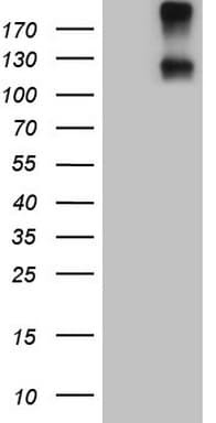 Monoclonal Mouse anti-Human IL23R Antibody (clone OTI5C4, aa57-355, WB)