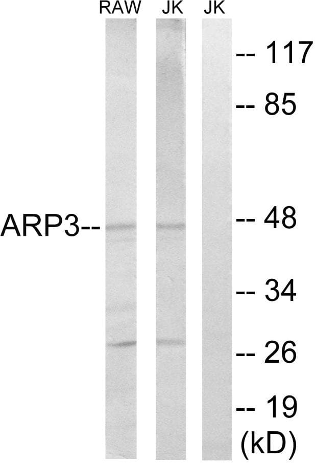 ACTR3 Antibody