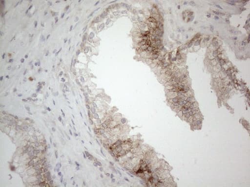 JAG1 / Jagged 1 Antibody (aa523-759, clone OTI3A10, Carrier-free)