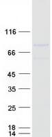 Human TCF4 Protein (Recombinant Myc-DDK (Flag))