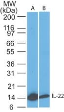 IL22 Antibody (clone 8F11E2)