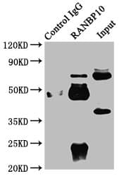 RANBP10 Antibody