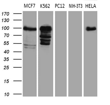 MED15 / ARC105 Antibody (aa393-679, clone OTI3H10, Carrier-free)