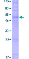 Human OR51G1 Protein (Recombinant GST)
