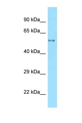 WASL / N-WASP Antibody (aa182-231)