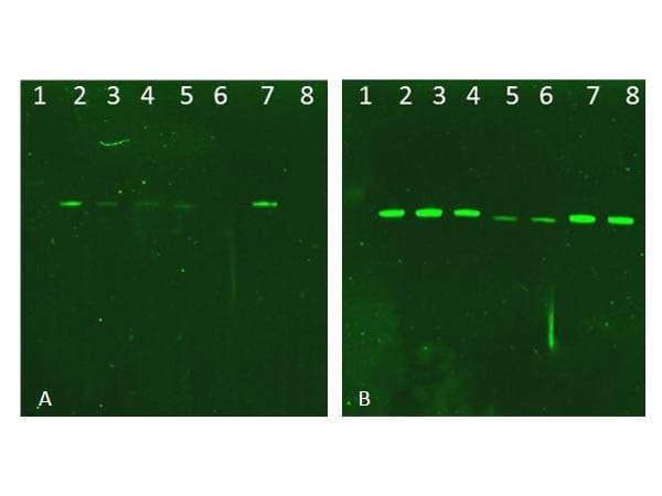 AKT1 Antibody (phospho-Thr308)