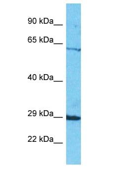 SEL1L2 Antibody (aa107-156)