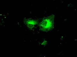 PPP5C Antibody (clone OTI3G1)