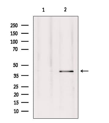 Polyclonal Rabbit anti-Human GPR27 Antibody (IF, WB)