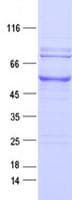 Human CSF1R / CD115 / FMS Protein (Recombinant DDK,C-terminus)