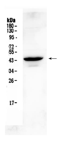 Polyclonal Rabbit anti-Human GJC1 / CX45 / Connexin 45 Antibody (IHC, WB)