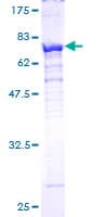Human PSMC4 Protein (Recombinant GST)