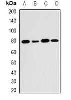 SH2B1 Antibody