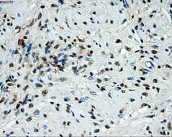 GRIPAP1 / GRASP1 Antibody (clone OTI1E3, Carrier-free)