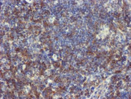 NMT2 Antibody (clone OTI2A5)