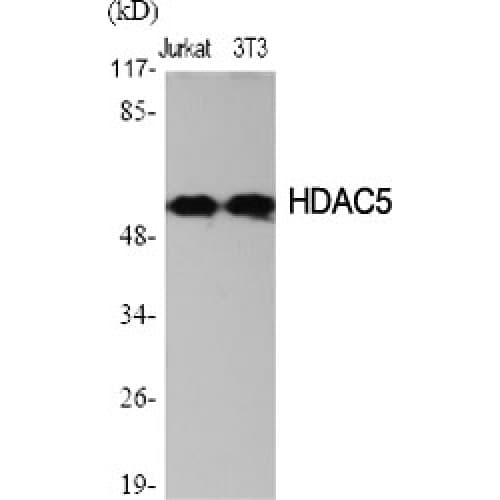 HDAC2 Antibody (330-410 aa)