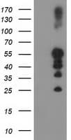 PTP1B Antibody (clone OTI2G3, Carrier-free)