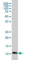RPA3 Antibody (clone 1F4)