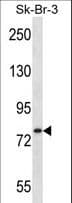 ARHGAP24 Antibody (aa587-616)