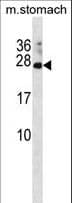 RAP2C Antibody (aa14-42)