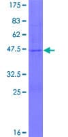 Human TMEM89 Protein (Recombinant GST)
