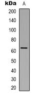 Polyclonal Rabbit anti-Human SLC9A8 / NHE8 Antibody (C-Terminus, IHC, IF, WB)