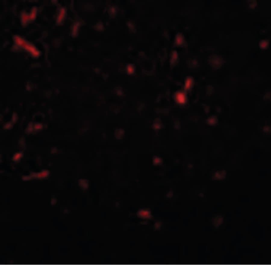 SIRT1 / Sirtuin 1 Antibody
