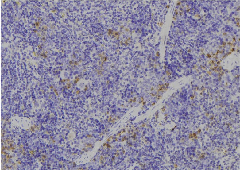 ALB / Serum Albumin Antibody