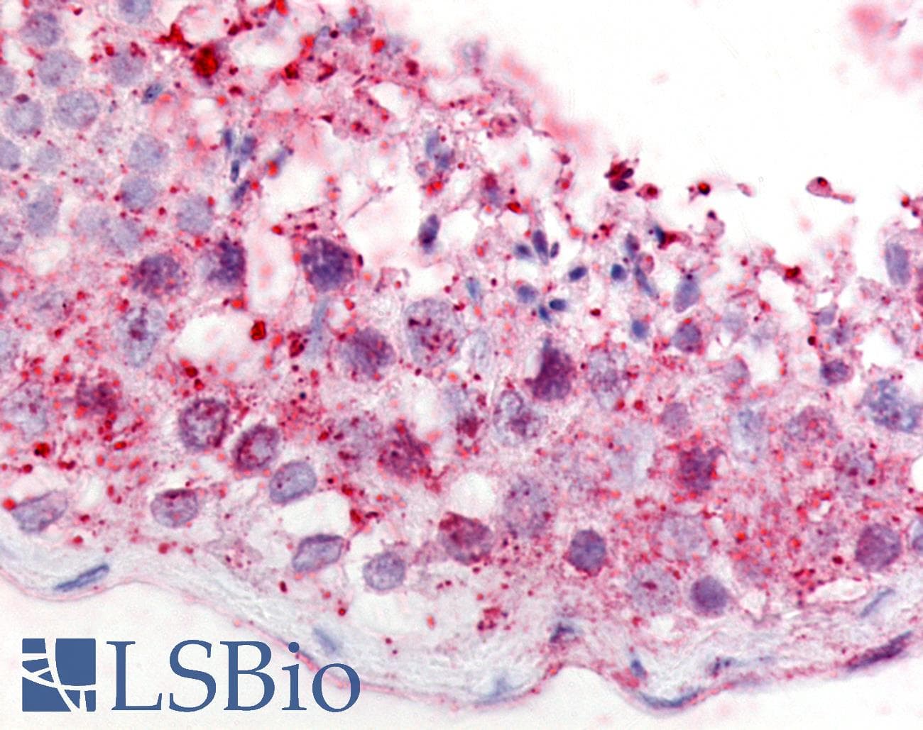 IHC-plus™ Polyclonal Rabbit anti-Human GPCRW / GPR18 Antibody (C-Terminus, IHC)