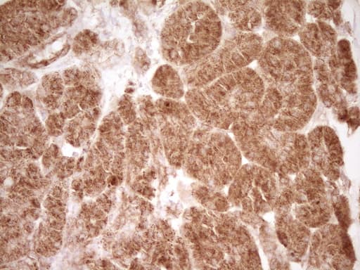 Monoclonal Mouse anti-Human CD40 Antibody (clone OTI8B8, Carrier-free, aa21-166, IHC, WB)