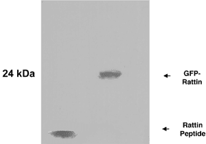 Rattin Antibody