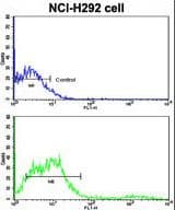 CD8A / CD8 Alpha Antibody (aa150-180)