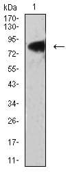 Monoclonal Mouse anti-Human LRP3 Antibody (clone 7B3A5E9, WB)