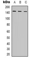 POLR3A Antibody (N-Terminus)